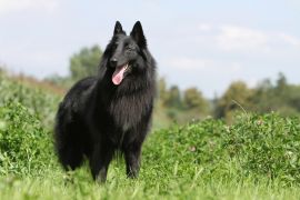 Lais Puzzle - Groenendael - 2.000 Teile