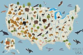 Lais Puzzle - Tierleben der USA - 2.000 Teile
