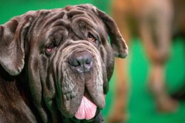 Lais Puzzle - Mastino Napoletano - 2.000 Teile