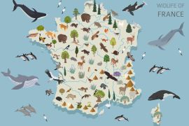 Lais Puzzle - Frankreichs Tierleben - 2.000 Teile