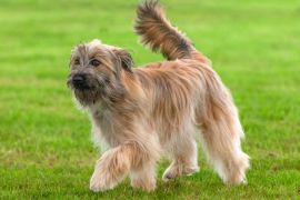 Lais Puzzle - Berger des Pyrénées langhaarig - 2.000 Teile