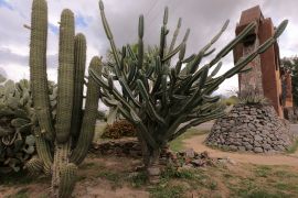 Lais Puzzle - Drei Arten von Kaktuspflanzen im Park der Stadt San Fernando del Valle de Catamarca - 2.000 Teile