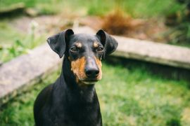 Lais Puzzle - Manchester Terrier - 2.000 Teile