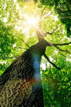 Lais Puzzle - Baum von unten - 2.000 Teile