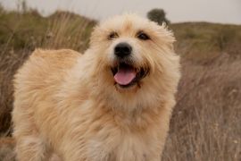 Lais Puzzle - Hollandse Smoushond - 2.000 Teile