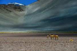 Lais Puzzle - Vicuñas in der Nähe des Paso de San Francisco und der Gipfel des Vulkans Incahuasi, Catamarca, Argentinien - 2.000 Teile