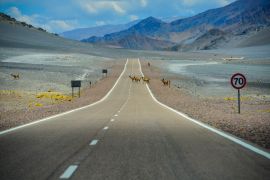 Lais Puzzle - Vicuñas beim Überqueren der Panoramastraße durch die Puna zum Bergpass Paso de San Francisco, Provinz Catamarca, Argentinien - 2.000 Teile