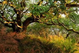 Lais Puzzle - Atemberaubende Ansicht des schottischen Regenwaldes. Mächtige Bäume, Moos, Pflanzen, Farn Nahaufnahme. Crinan Canal, Argyll und Bute, Schottland, Großbritannien. Dunkle stimmungsvolle Landschaft. Reiseziele, Tourismus, Natur - 2.000 Teile
