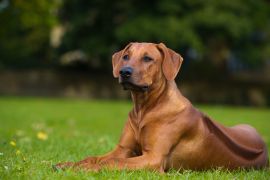 Lais Puzzle - Rhodesian Ridgeback - 2.000 Teile