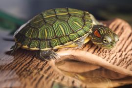 Lais Puzzle - Kleine Schildkröte auf braunem Stein - 2.000 Teile