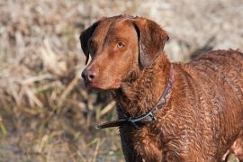 Lais Puzzle - Chesapeake Bay Retriever - 2.000 Teile