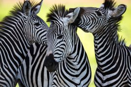 Lais Puzzle - Zebras - 2.000 Teile