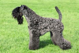 Lais Puzzle - Kerry Blue Terrier - 2.000 Teile