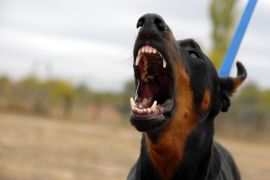 Lais Puzzle - Dobermann - 2.000 Teile