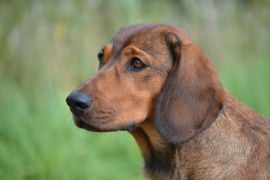 Lais Puzzle - Alpenlaendische Dachsbracke - 2.000 Teile