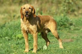 Lais Puzzle - Griffon Fauve de Bretagne - 2.000 Teile