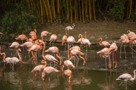 Lais Puzzle - Cali, Valle del Cauca, Kolumbien - 2.000 Teile