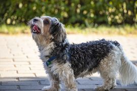 Lais Puzzle - Lucas Terrier - 2.000 Teile