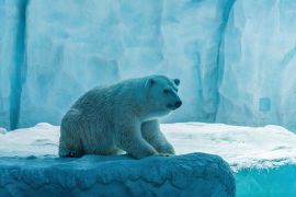 Lais Puzzle - Eisbär im Chimelong Ocean Kingdom, China - 2.000 Teile