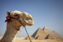 Lais Puzzle - Porträt eines Kamels vor den Pyramiden von Gizeh, Ägypten - 2.000 Teile