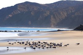 Lais Puzzle - Möwen rasten auf dem Sand am Strand von Cabo Blanco im Norden Perus - 2.000 Teile