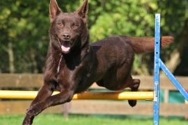 Lais Puzzle - Australian Kelpie - 2.000 Teile