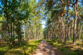 Lais Puzzle - Grüne Lunge von Nordbrabant, der Kempener Wald im September, die Niederlande - 2.000 Teile