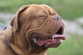 Lais Puzzle - Bordeauxdogge - 2.000 Teile