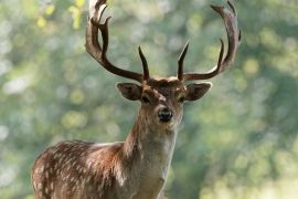 Lais Puzzle - Damhirschbock, Wentworth Castle, England - 2.000 Teile