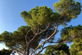 Lais Puzzle - Waldpark Goldenes Kap Zlatni rt, Rovigno, Kroatien - 2.000 Teile