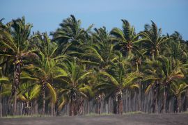 Lais Puzzle - Kokosnuss-Farm Palmen am Strand, Mexiko - 2.000 Teile