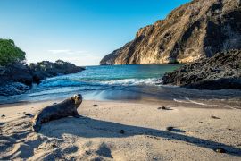 Lais Puzzle - Seelöwe am Strand, Ecuador - 2.000 Teile