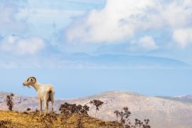 Lais Puzzle - Freistehende Ziege im Bergland der griechischen Kykladeninsel Andros mit der Insel Euböa im Hintergrund - 2.000 Teile