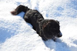 Lais Puzzle - Hund im Schnee - 2.000 Teile