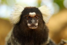 Lais Puzzle - Murmeltieräffchen in der Stadt Aracaju, in Sergipe, Brasilien. - 2.000 Teile