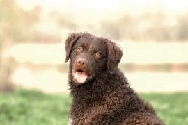 Lais Puzzle - Curly-Coated Retriever - 2.000 Teile