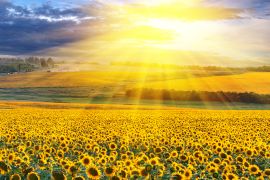 Lais Puzzle - Sonnenuntergang über dem Feld - 2.000 Teile