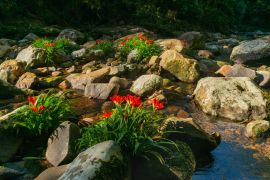Lais Puzzle - Waldlandschaft in der Serra do Mar in Paraná, Brasilien. Atlantischer Wald oder Mata Atlântica - 2.000 Teile