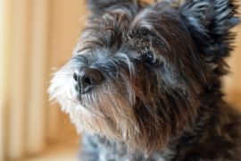 Lais Puzzle - Cairn-Terrier - 2.000 Teile