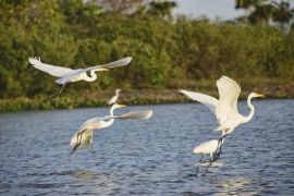 Lais Puzzle - Silberreiher (Ardea alba) auf dem Rio Magdalena, Santa Cruz de Mompox, Bolivar, Kolumbien - 2.000 Teile