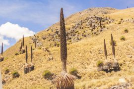 Lais Puzzle - Puya raimondii, auch als Königin der Anden oder puya de Raimondi bekannt, ist die größte Bromelienart und erreicht eine Höhe von bis zu 15 Metern. Weiße Kordilleren, Peru - 2.000 Teile