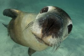 Lais Puzzle - Australischer Seelöwe Unterwasser-Porträtfoto - 2.000 Teile