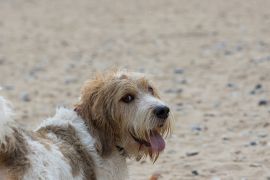 Lais Puzzle - Grand Basset Griffon Vendeen - 2.000 Teile