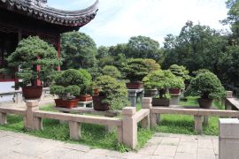 Lais Puzzle - Bonsai, Tiger Hill in Suzhou, China - 2.000 Teile