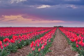 Lais Puzzle - Tulpen Grevenbroich - 2.000 Teile