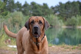 Lais Puzzle - Broholmer - 2.000 Teile