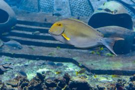 Lais Puzzle - Augenstreifen-Doktorfisch, Sanya Stadt, Hainan, China - 2.000 Teile