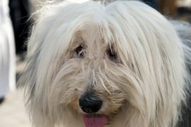 Lais Puzzle - Gos d´Atura Catala - 2.000 Teile