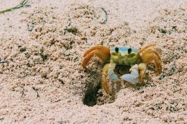 Lais Puzzle - Kleine Krabbe auf dem Strandsand der Insel San Andres, Kolumbien - 2.000 Teile