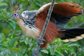 Lais Puzzle - Hoatzin (Opisthocomus hoazin) im Naturschutzgebiet Cuyabeno (Amazonien, Ecuador) - 2.000 Teile